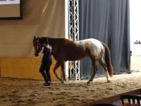 BEA_Pferd_2011