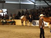 BEA_Pferd_2011