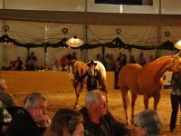 BEA_Pferd_2011