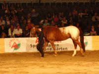 BEA_Pferd_2011