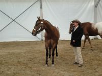 BEA_Pferd_2011