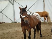 BEA_Pferd_2011