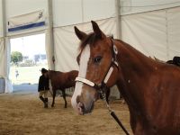 BEA_Pferd_2011