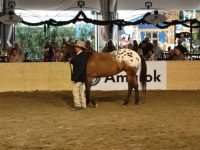 BEA_Pferd_2011