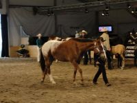BEA_Pferd_2011