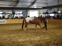 BEA_Pferd_2011