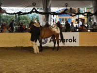 BEA_Pferd_2011