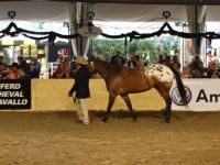 BEA_Pferd_2011