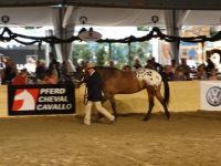 BEA_Pferd_2011