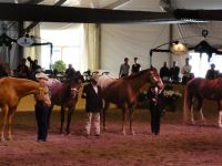 BEA_Pferd_2011