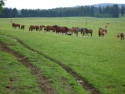 Chief_Josef_Trail_2009