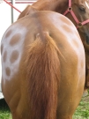 Chief_Josef_Trail_2009
