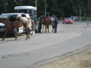 Chief_Josef_Trail_2009