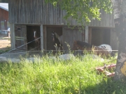 Chief_Josef_Trail_2009