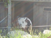 Chief_Josef_Trail_2009
