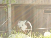 Chief_Josef_Trail_2009