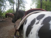Chief_Josef_Trail_2010