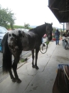 Chief_Josef_Trail_2010