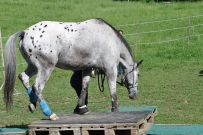 Extreme_Trail_2020