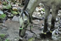 Extreme_Trail_2020