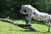 Extreme_Trail_2020