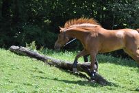 Extreme_Trail_2020