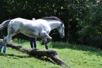 Extreme_Trail_2020