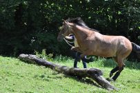 Extreme_Trail_2020