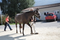 Futurity_2011