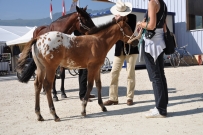 Futurity_2011