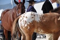 Futurity_2011