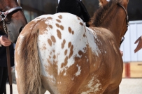 Futurity_2011