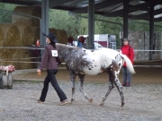 Henau_2010