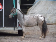 Henau_2010