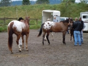 Henau_2010
