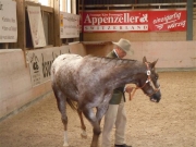 Henau_2010