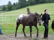 Henau_2010