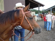 Henau_2010