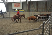 Rindertraining_2015