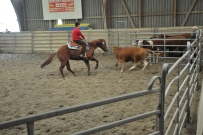Rindertraining_2015