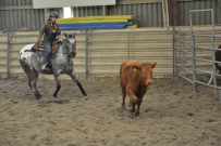 Rindertraining_2015