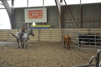 Rindertraining_2015