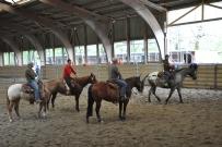 Rindertraining_2015