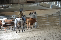 Rindertraining_2015
