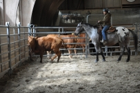 Rindertraining_2015