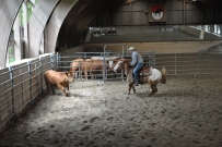 Rindertraining_2015