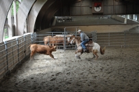 Rindertraining_2015