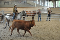 Rindertraining_2015