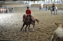 Rindertraining_2015