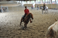 Rindertraining_2015